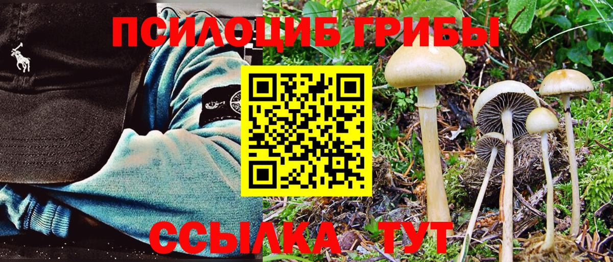 Псилоцибиновые грибы Psilocybe Славгород